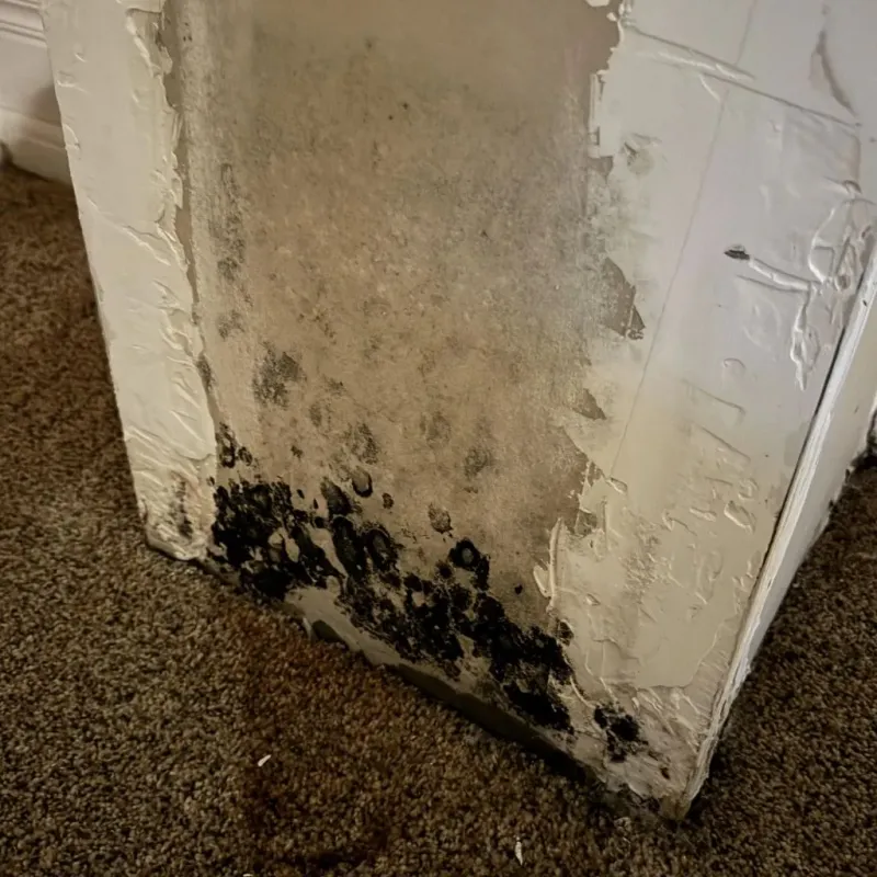 Professional Mold Removal in Robersonville, NC